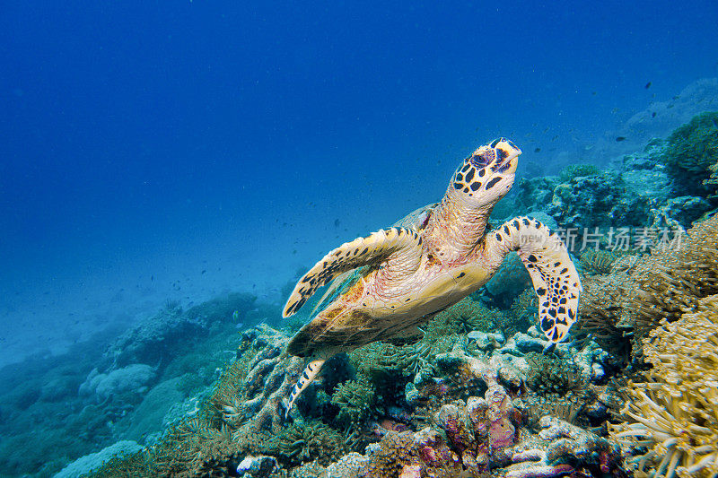 水下罕见遭遇极度濒危的玳瑁海龟(Eretmochelys imbricata)